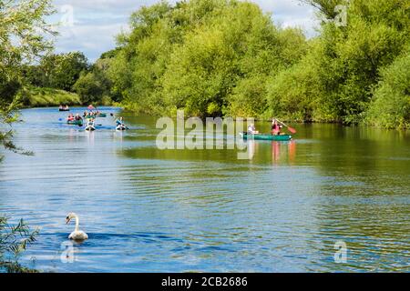 Der mute Swan mit Leuten, die auf dem Fluss Wye im Wald von Dean im Sommer in Symonds Yat West, Herefordshire, England, Großbritannien, Kanufahren Stockfoto