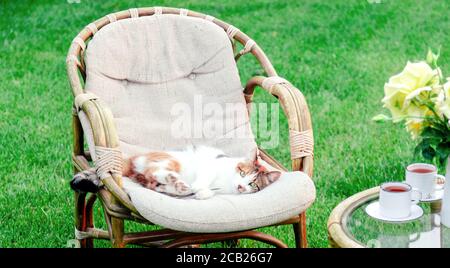 Entspannende weiße Ingwer Katze spielen auf Stuhl im Garten draußen an heißen Sommertagen liegen. Gartenlandschaft mit Stuhltisch in der Natur. Rest im Park Café Stockfoto