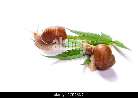 Schnecken und grünes Cannabisblatt auf weißem Hintergrund. Stockfoto