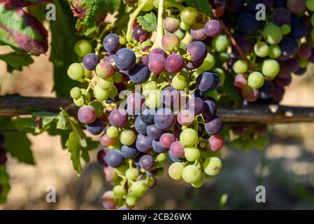 Nahaufnahme von Trauben von roten tempranillo-Trauben in Sommer vor der Ernte Stockfoto