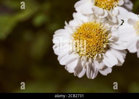 Kleine Kamillenblüten auf dunkelgrünem verschwommenem Hintergrund Stockfoto