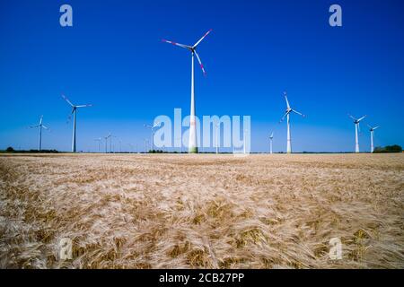 Landwirtschaftliche Landschaft mit einem Gerstenfeld bereit zur Ernte, viele Windkraftanlagen in der Ferne Stockfoto