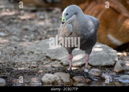 Schönes Porträt eines Kaps karge Gans in Gefangenschaft Stockfoto