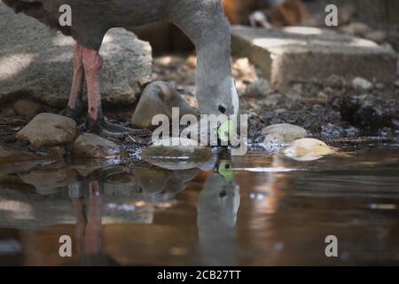 Schöne Kap kargen Gans trinken und im Wasser reflektiert Stockfoto