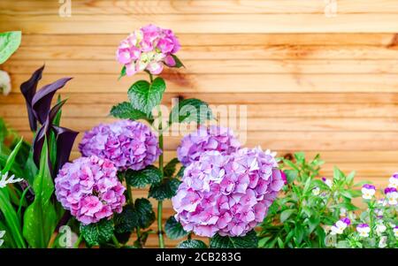 Hortensien und Stiefmütterchen auf dem Hintergrund von Holzzaun. Hortensia macrophylla, lila Hortensia Blumenbusch Kopieraum. Haus Blumen auf Balkon, Garten Stockfoto