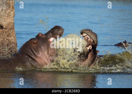 Zwei Nilpferde kämpfen mit offenem Mund und zeigen Zähne in Kruger Park Südafrika Stockfoto