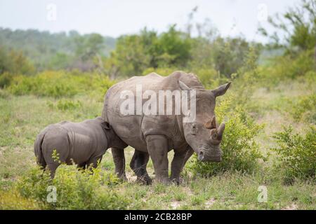 Baby Nashorn Fütterung steht bei seiner weißen Nashornmutter in Kruger Park Südafrika Stockfoto