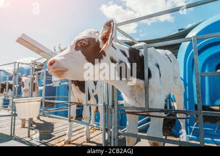 Junge süße Kalb in Box oder Kalbshäuser auf Milchviehbetrieb. Stockfoto