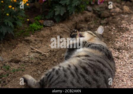 Tabby Katze wäscht auf dem Boden liegend zwischen den Blumen. Graue Katze unter den Chrysanthemen im Garten. Ruhe und Entspannung. Street obdachlose Katze. Der Stockfoto