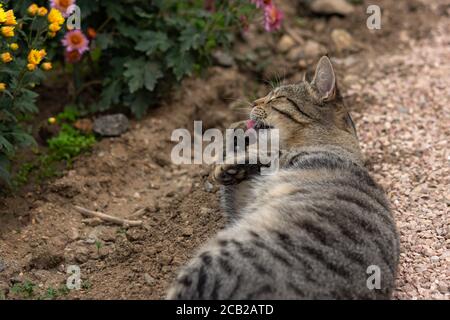 Tabby Katze wäscht auf dem Boden liegend zwischen den Blumen. Graue Katze unter den Chrysanthemen im Garten. Ruhe und Entspannung. Street obdachlose Katze. Der Stockfoto