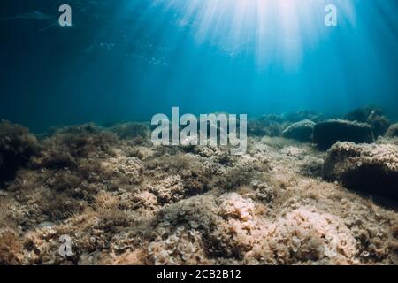 Unterwasseransicht mit Steinen und Algen in transparentem Meer. Sonnenlicht im blauen Ozean Stockfoto