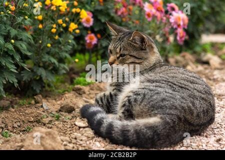 Eine Katze mit Tabby liegt auf dem Boden zwischen Blumen. Graue Katze unter den Chrysanthemen im Garten. Ruhe und Entspannung. Street obdachlose Katze. Nahaufnahme Stockfoto