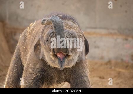 Jung und niedlich asiatische Elefant Kalb spielend glücklich mit seiner Kofferraum Stockfoto