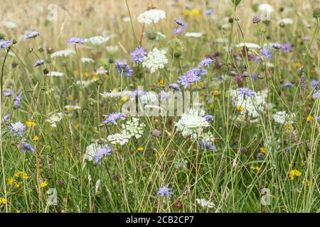 Nahaufnahme von Field Scabious und Wild Carrot, die auf Wildblumenkreide-Grasland im Morgans Hill Nature Reserve, Wiltshire, England, Großbritannien wachsen Stockfoto