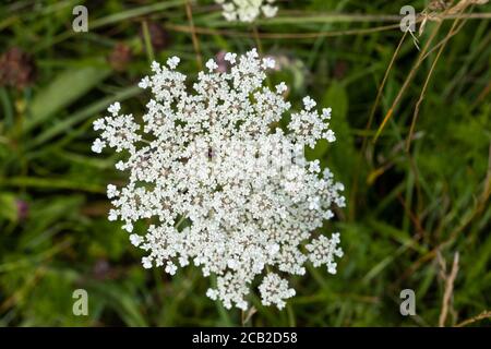 Nahaufnahme von Wild Carrot - die Spitze von Queen Anne mit einer einzigen roten Blume in der Mitte, Morgans Hill, Wiltshire, England, Großbritannien Stockfoto