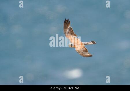 Kleiner Turmfalken (Falco naumanni) an der Straße von Gibraltar während Herbstzug, Einzelvogel im Flug, Andalusien, Spanien. Stockfoto