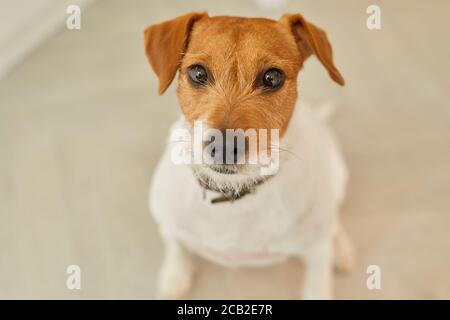 Minimales Hochwinkelporträt des Jack Russel Terrier Hundes, der die Kamera anschaut, während er zu Hause auf dem Boden sitzt, Platz kopieren Stockfoto
