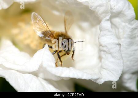 Honigbiene (APIs melifera) Stockfoto