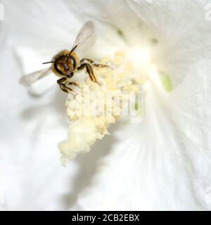 Honigbiene (APIs melifera) Abheben von einer Hybiskusblüte mit sichtbaren Pollenkörnern Auf dem Körper Stockfoto