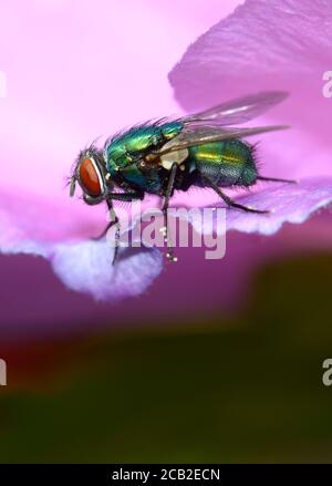 Greenbottle Fliege (Lucilia caesar) auf einer Blume mit Pollenkörnern, die an den Beinen und am Kopf sichtbar sind. August, Kent, Großbritannien Stockfoto