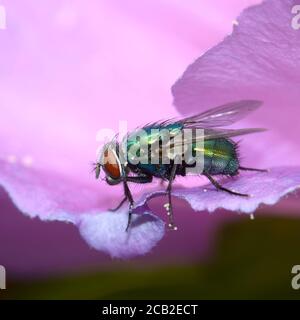 Greenbottle Fliege (Lucilia caesar) auf einer Blume mit Pollenkörnern, die an den Beinen und am Kopf sichtbar sind. August, Kent, Großbritannien Stockfoto