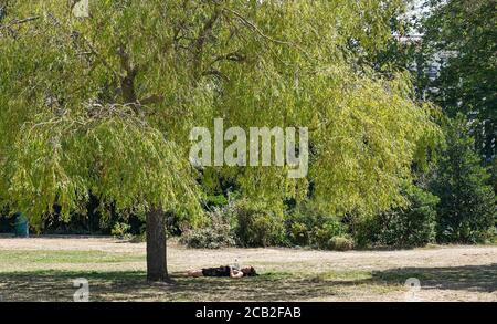 Brighton UK 10. August 2020 - Diese junge Frau findet Schatten unter einem Baum in Pavilion Gardens Brighton an einem heißen sonnigen Tag, wenn die Temperaturen in Teilen des Südostens wieder bis in die 30er Jahre reichen : Credit Simon Dack / Alamy Live News Stockfoto