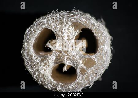 Ein Loofa Scheuerschwamm 10969 Stockfoto