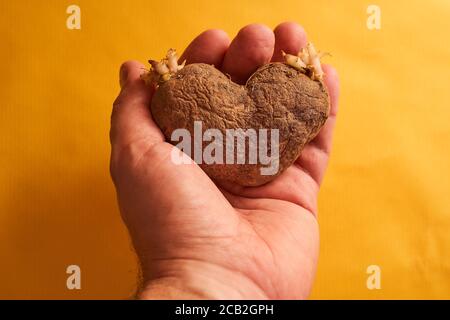 Hässlich einfache Kartoffeln in Form eines Herzens in Eine menschliche Hand Stockfoto