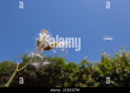 Seegras ( Asclepias curassavicaflying ) Im Sommer Brise gegen einen klaren blauen Himmel in Ein Hausgarten in Südkalifornien Stockfoto