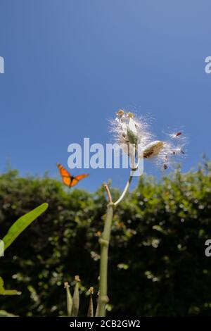 Monarchschmetterling (Danaus plexippus) fliegt im Hintergrund herum, während Melkweed Samen in der Sommerbrise fliegen. Kreis des Lebens . Stockfoto