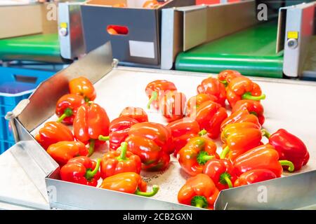 Sortierung der roten Paprika auf einem Förderband während der Ernte Stockfoto