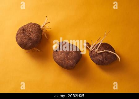 Viele hässliche Kartoffeln mit Sprossen in verschiedenen Formen auf gelbem Hintergrund. Mit Kopierbereich. Stockfoto