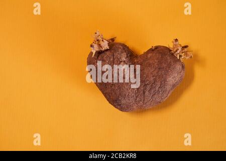 Hässliche Kartoffeln in Form eines Herzens auf Gelber hintergrundmit Gabel und Messer Stockfoto