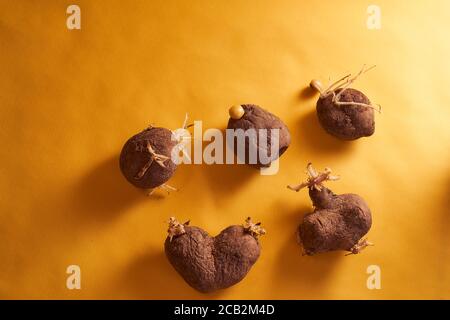 Viele hässliche Kartoffeln mit Sprossen in Form von Ein Herz auf gelbem Hintergrund Stockfoto