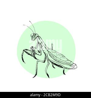 Realistische Vektor-Mantis Stock Vektor