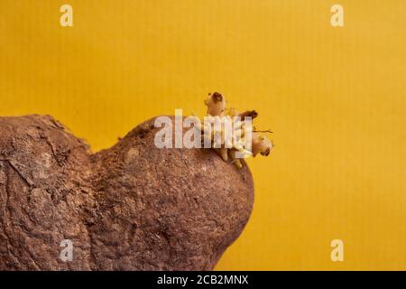 Hässliche Kartoffeln in Herzform auf gelbem Hintergrund. Mit Kopierbereich. Stockfoto