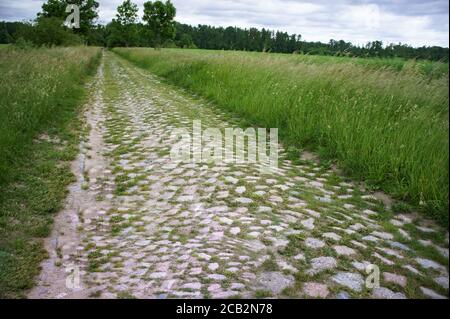 Pflasterung der Weg in den Wald, die überwuchert alte Straße in den Wald Stockfoto
