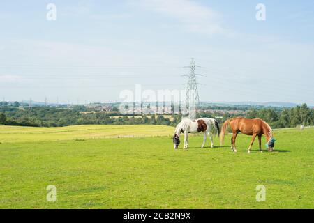 Braun oder Kastanie und braun und weiß Pferd Weiden auf Feld oder Weide. Beide Pferde tragen eine Fliegenmaske oder Insektenmaske über ihren Gesichtern. Sommer. Stockfoto