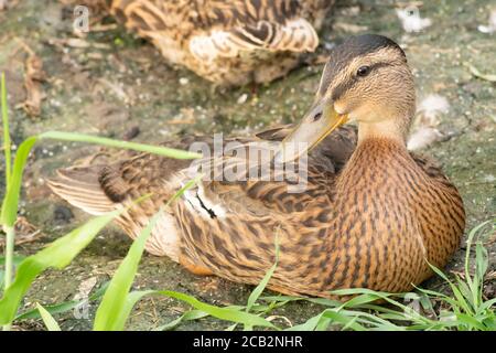 Jungente Stockente (Anas platyrhynchos) mit den meisten seiner erwachsenen Gefieder und Federn, mit einigen Daunen noch sichtbar auf dem Rücken. Ca. 2 Monate alt. Stockfoto