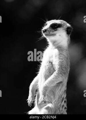 Erdmännchen, alias suricate, als Wache auf der Hut. Kleiner afrikanischer Fleischfresser. Schwarzweiß-Bild. Stockfoto