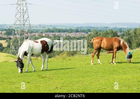 Braun oder Kastanie und schwarz-weiß Pferd Weiden auf Feld oder Weide. Beide Pferde tragen eine Fliegenmaske oder Insektenmaske über ihren Gesichtern. Sommer 20 Stockfoto