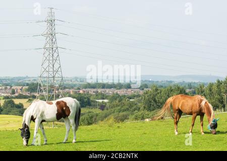 Braun oder Kastanie und schwarz-weiß Pferd Weiden auf Feld oder Weide. Beide Pferde tragen eine Fliegenmaske oder Insektenmaske über ihren Gesichtern. Sommer 20 Stockfoto