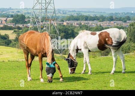 Braun oder Kastanie und schwarz-weiß Pferd Weiden auf Feld oder Weide. Beide Pferde tragen eine Fliegenmaske oder Insektenmaske über ihren Gesichtern. Sommer 20 Stockfoto