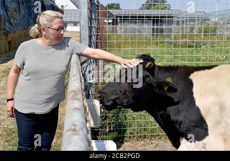 10. August 2020, Münster: Svenja Schulze, (SPD) Bundesumweltministerin streichelt auf dem Naturland- und Archehof Büning ein deutsches Schwarz-Weiß-Flachlandvieh. Bundesumweltministerin Schulze (SPD) ist zusammen mit dem stellvertretenden Vorsitzenden der SPD-Bundestagsfraktion Miersch zu Gast im Münsterland. Foto: Caroline Seidel/dpa Stockfoto