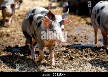 Laer, Münster, Deutschland. August 2020. Bentheimer Landschweine laufen in ihrem Gehege auf dem Naturland- und Archehof Büning. Foto: Caroline Seidel/dpa Quelle: dpa picture Alliance/Alamy Live News Stockfoto