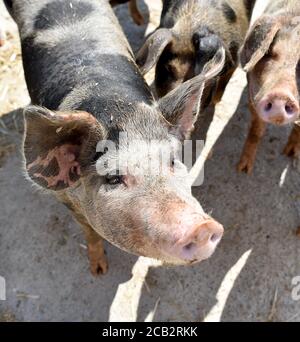 Laer, Münster, Deutschland. August 2020. Ein Bentheimer Landschwein genießt einen Wasserstrahl auf dem Naturland- und Archehof Büning. Foto: Caroline Seidel/dpa Quelle: dpa picture Alliance/Alamy Live News Stockfoto