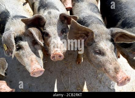 Laer, Münster, Deutschland. August 2020. Bentheimer Landschweine laufen in ihrem Gehege auf dem Naturland- und Archehof Büning. Foto: Caroline Seidel/dpa Quelle: dpa picture Alliance/Alamy Live News Stockfoto