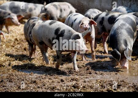 Laer, Münster, Deutschland. August 2020. Bentheimer Landschweine laufen in ihrem Gehege auf dem Naturland- und Archehof Büning. Foto: Caroline Seidel/dpa Quelle: dpa picture Alliance/Alamy Live News Stockfoto