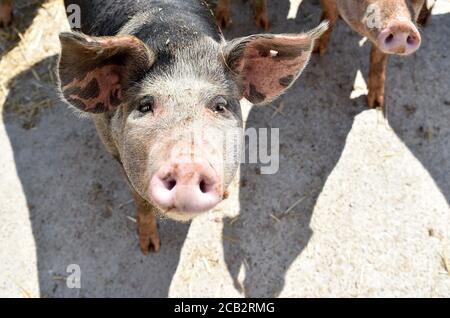 Laer, Münster, Deutschland. August 2020. Bentheimer Landschweine laufen in ihrem Gehege auf dem Naturland- und Archehof Büning. Foto: Caroline Seidel/dpa Quelle: dpa picture Alliance/Alamy Live News Stockfoto