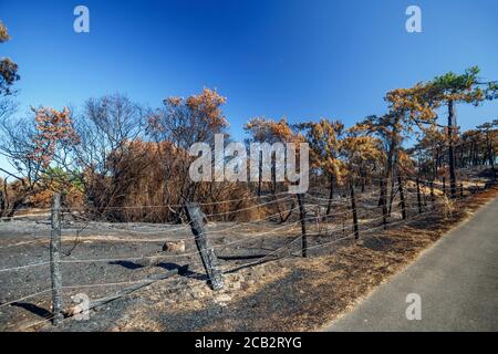 Verbrannte Seekiefern (Pinus Pinaster) zur Zeit der Brandstiftung des Chiberta-Waldes (Anglet - Atlantische Pyrenäen - Frankreich). Lauffeuer. Blaze. Stockfoto